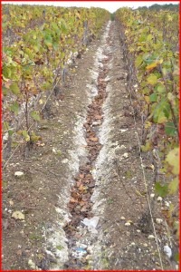 Travail du sol dans les vignes en Champagne, Marne, 51