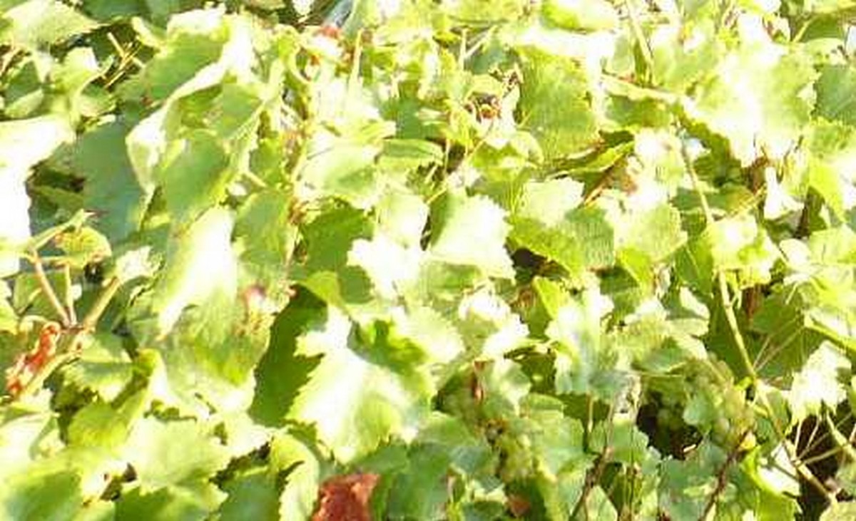 Travaux mécaniques dans les vignes, Sarl Meulot, Fèrebrianges, Marne, 51