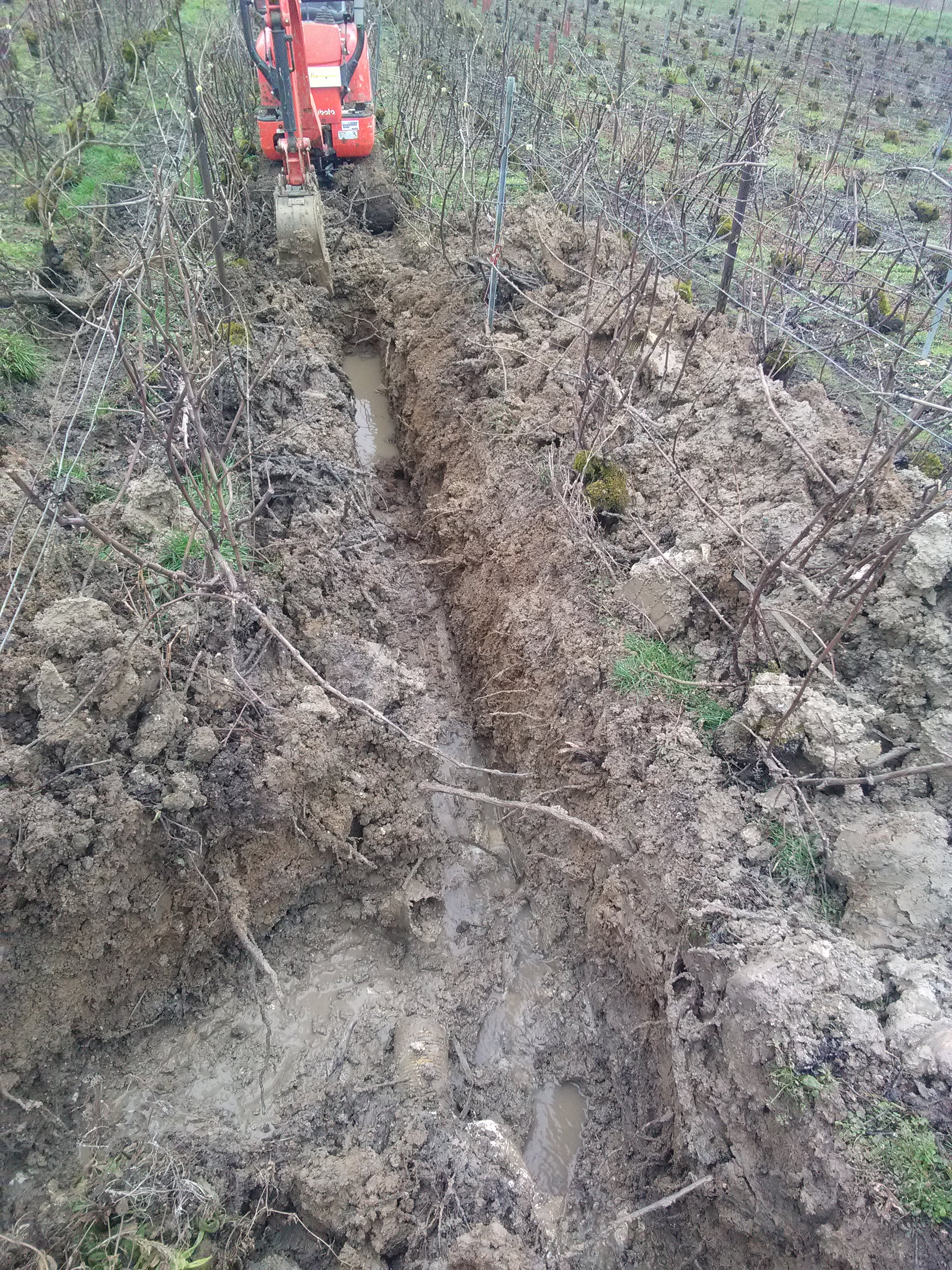 Micro pelle dans les vignes, drainage, Sarl Meulot, Fèrebrianges, Marne, 51