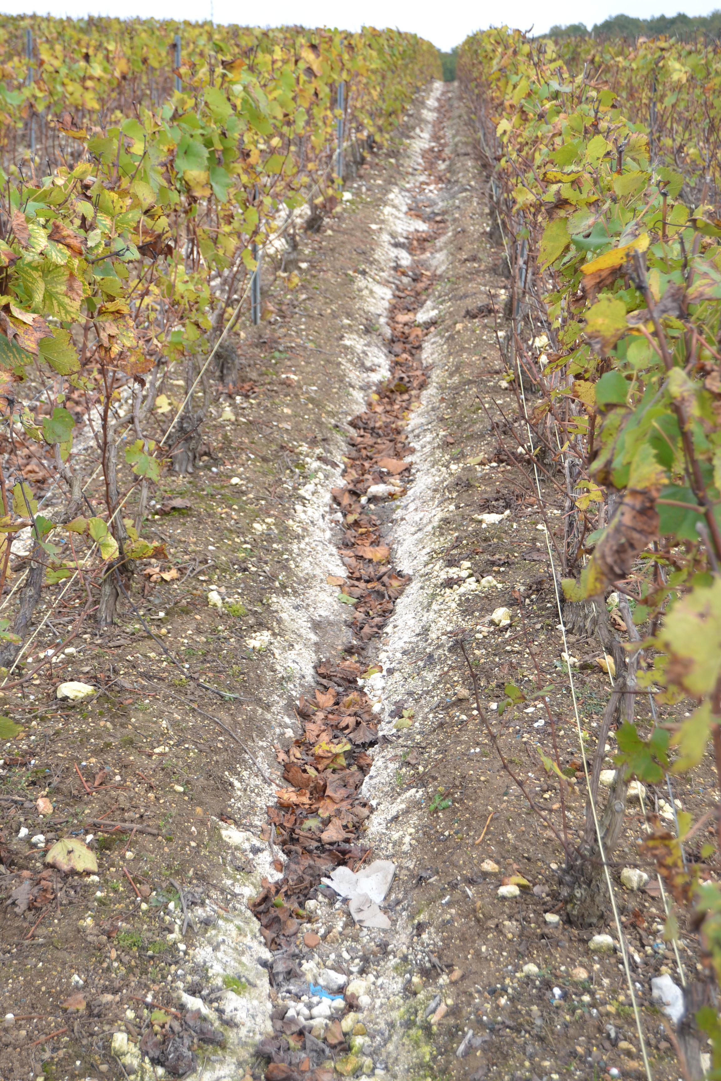 Travail du sol, entretien des vignes, Meulot à Fèrebriange, Marne, 51