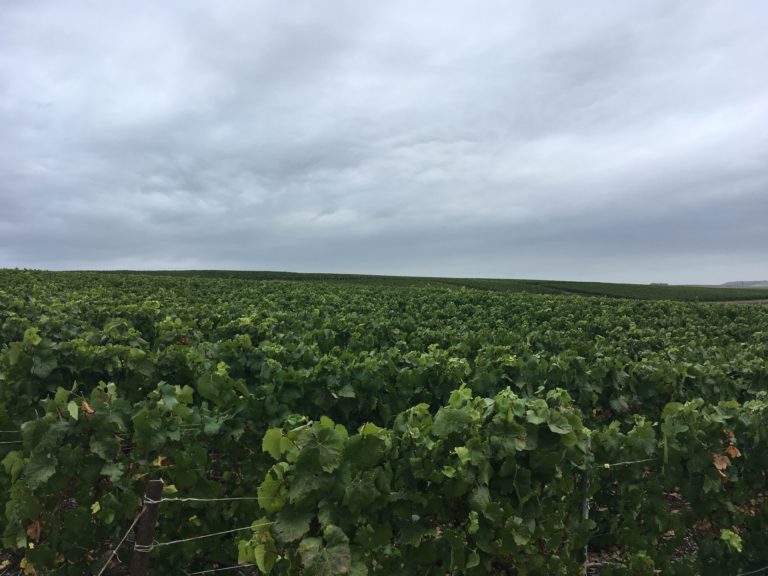 Lire la suite à propos de l’article Fertilisation des vignes.