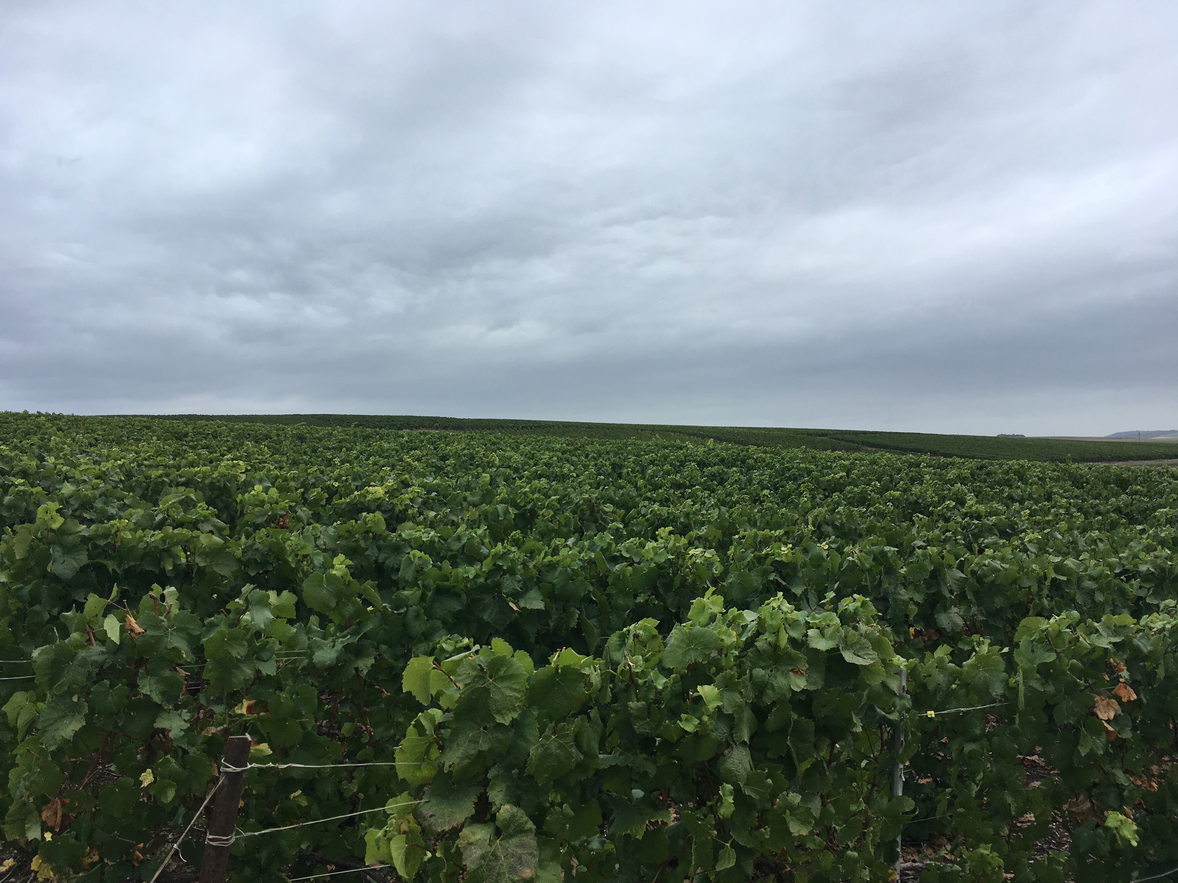 Fertilisation des vignes, prestataire Sarl Meulot à Fèrebrianges, Marne, 51