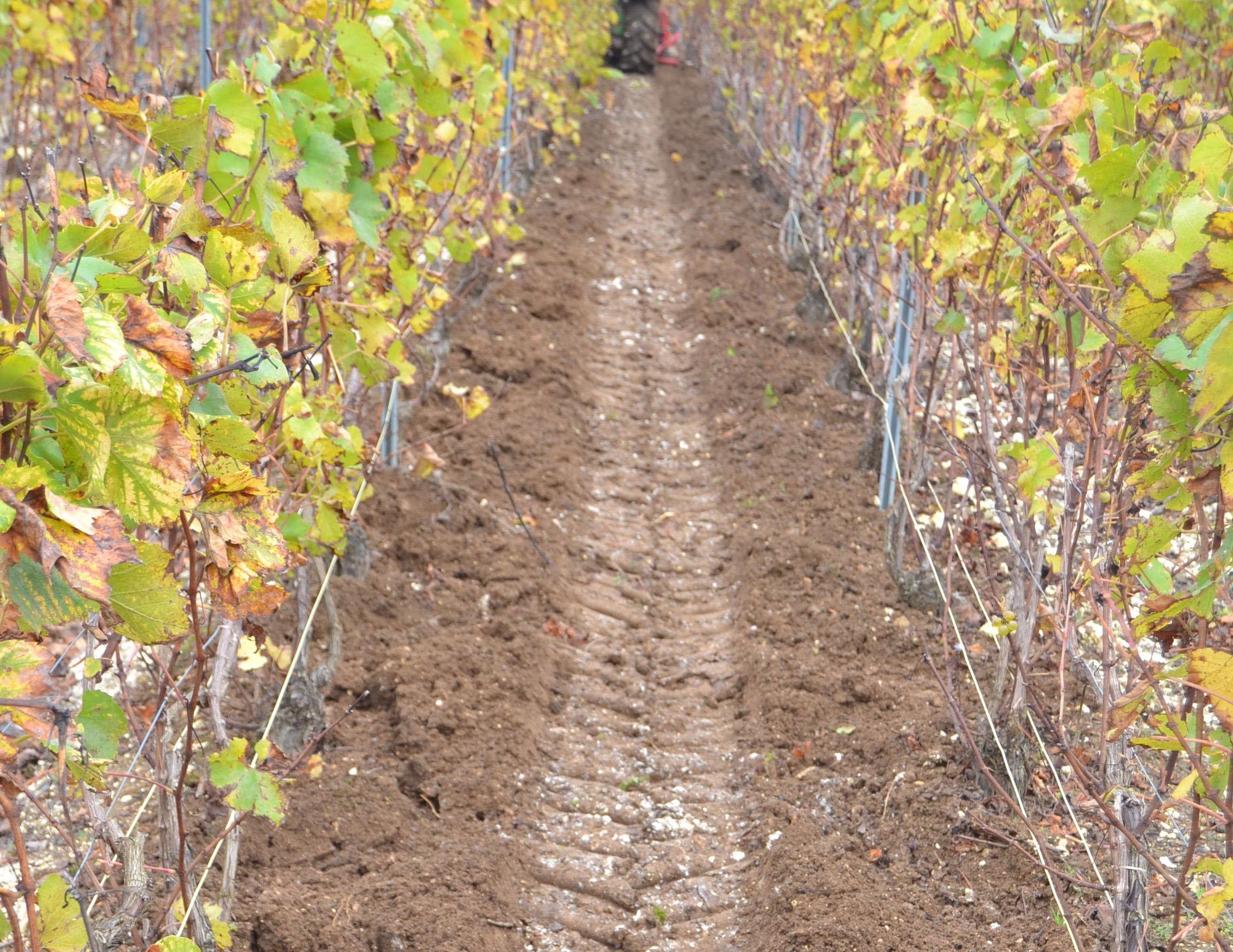 Travail du sol, entretien des vignes, Meulot à Fèrebriange, Marne, 51